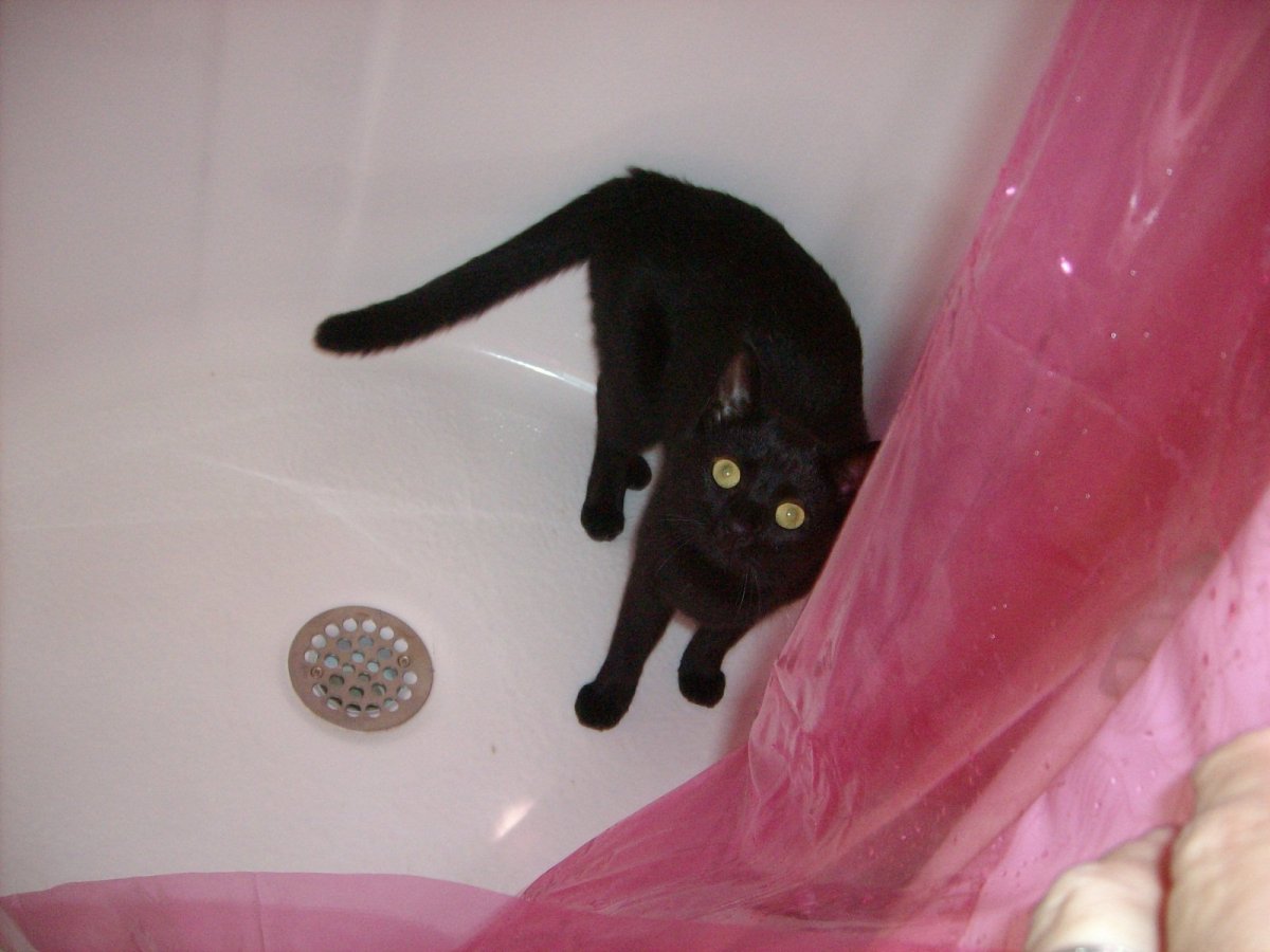 black domestic shorthair