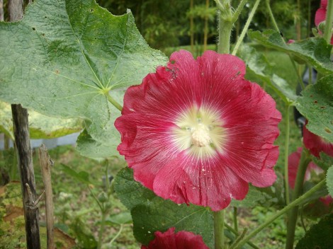 holly hocks holly hocks