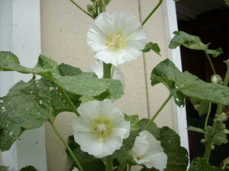 holly hocks holly hocks