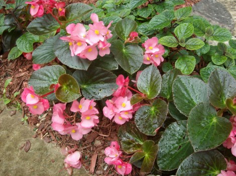 wax plants was begonias