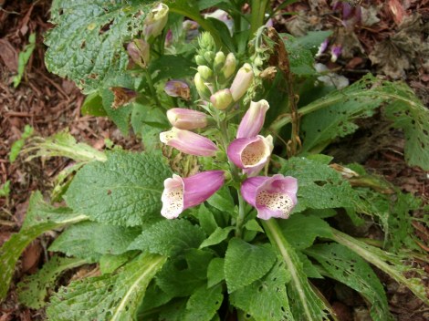 foxglove, witch's bells digitalis