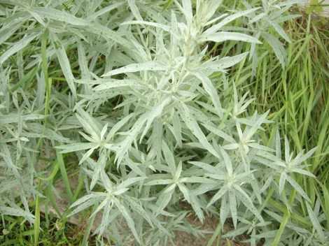 absinthe wormwood, vermvut