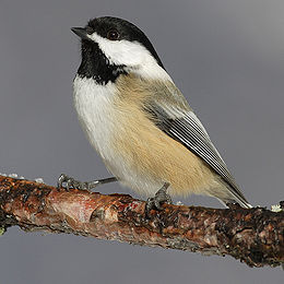 black capped chickadee