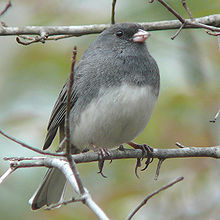 slate colored junco