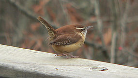 Carolina wren