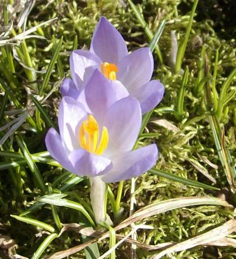 crocus, Imbolc, spring