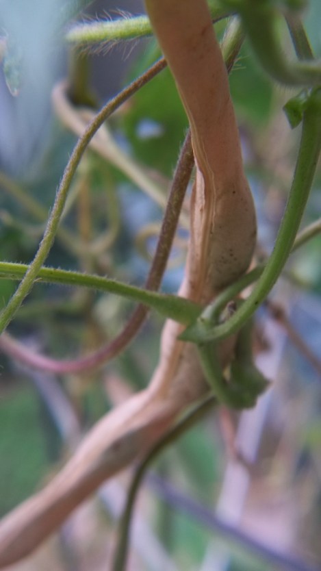 green beans for seed green beans