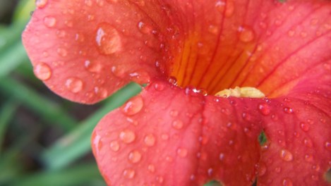 trumpet vine trumpet vine