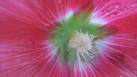 holly hock holly hock