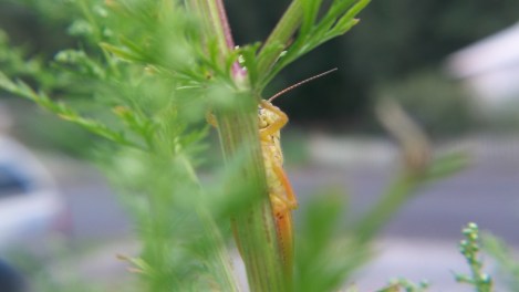 Sweet Annie grasshopper