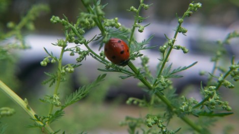 Sweet Annie lady bug