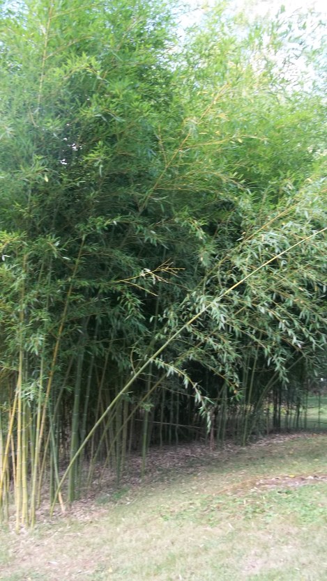 bamboo
