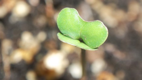 collard greens non-GMO seeds
