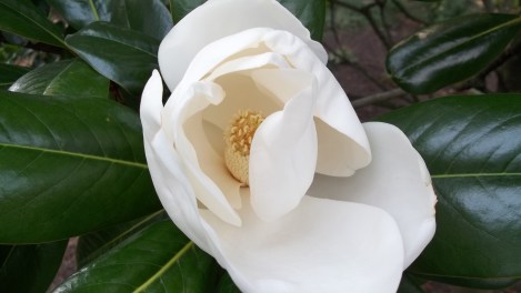 magnolia flower