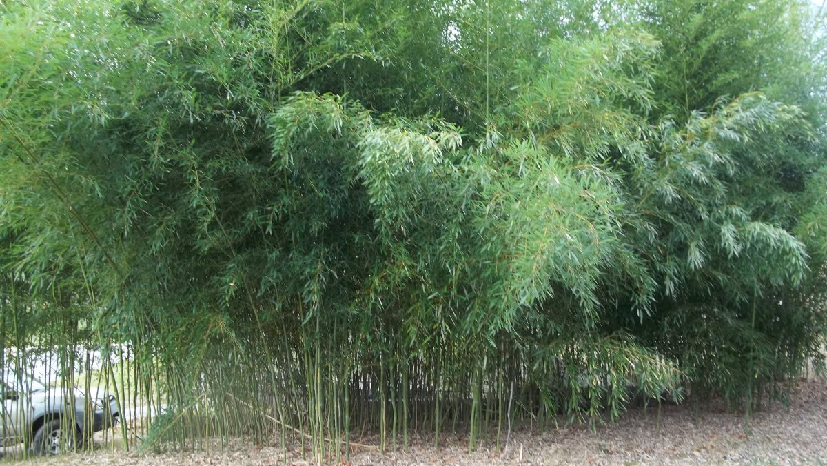 useful bamboo