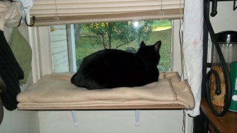 wildlife out the window