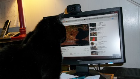 cat watching video