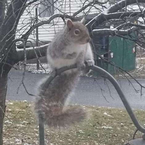 gray squirrel