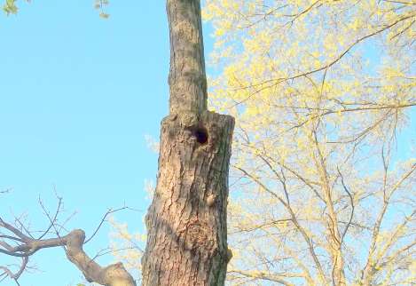 red headed woodpecker