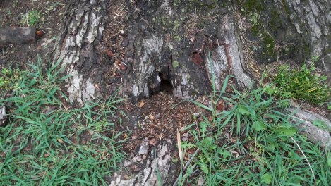 chipmunk hole