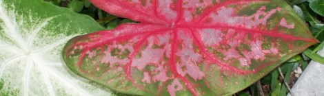 caladium