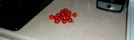 tomatoes
