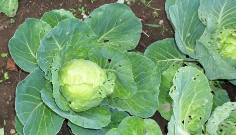 cabbage