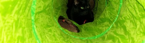 cat toy tunnel