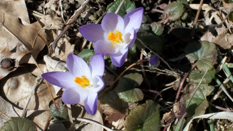 early crocus