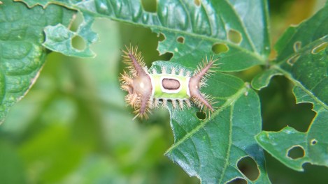 poisonous caterpillar