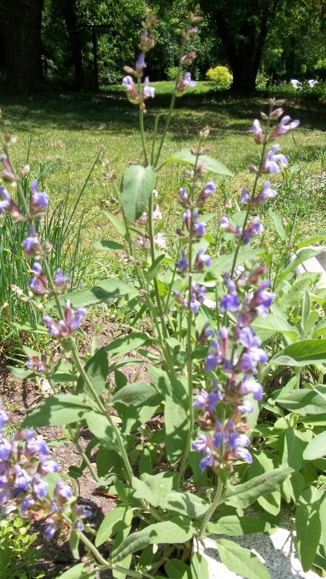 sage blooms