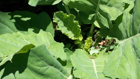collards