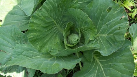 cabbage
