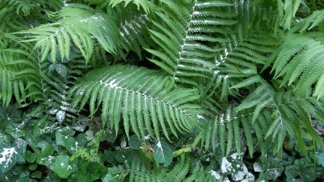 diatomaceous earth