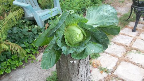 non-GMO cabbage