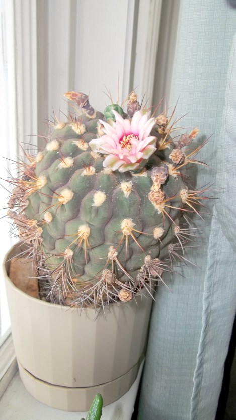barrel cactus