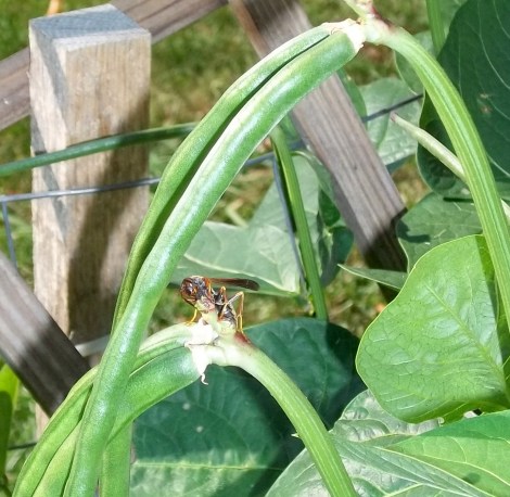 wasp on black eyed peas
