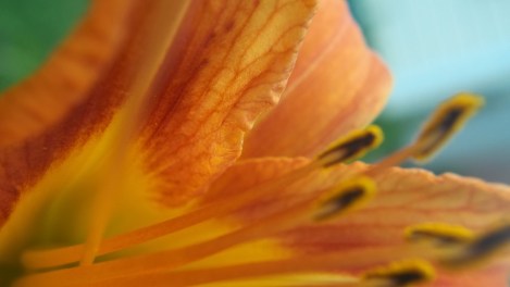 day lily