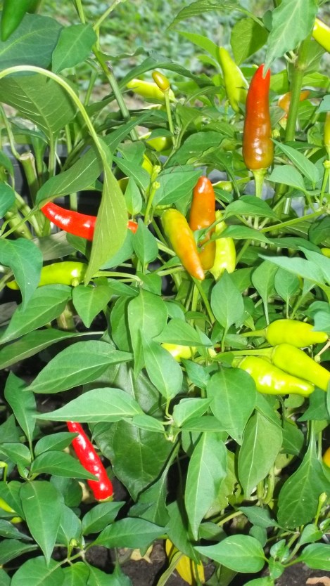 hot peppers