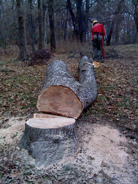 tree cut downn