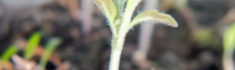 beefsteak tomato seedling