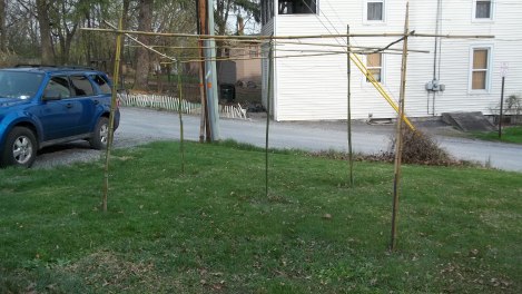 pole bean trellis