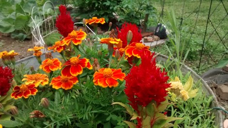 marigolds