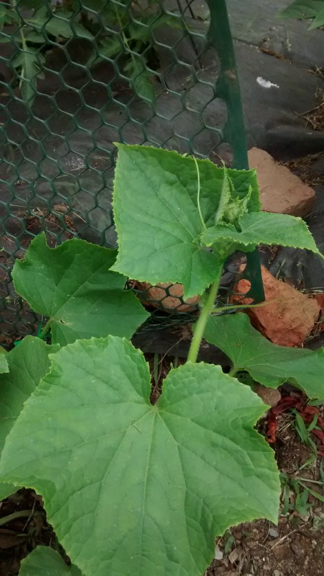 cucumbers
