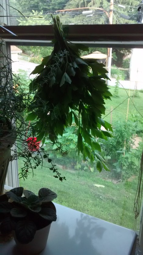 herbs drying