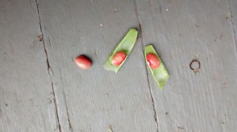 black negro turtle beans