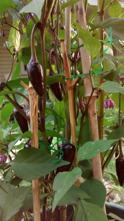 purple peppers