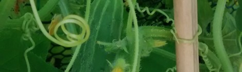 Straight 8 cucumbers