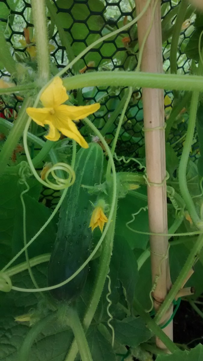 Straight 8 cucumbers