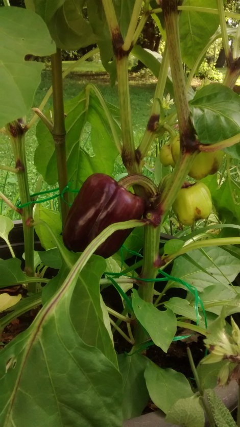 purple sweet pepper